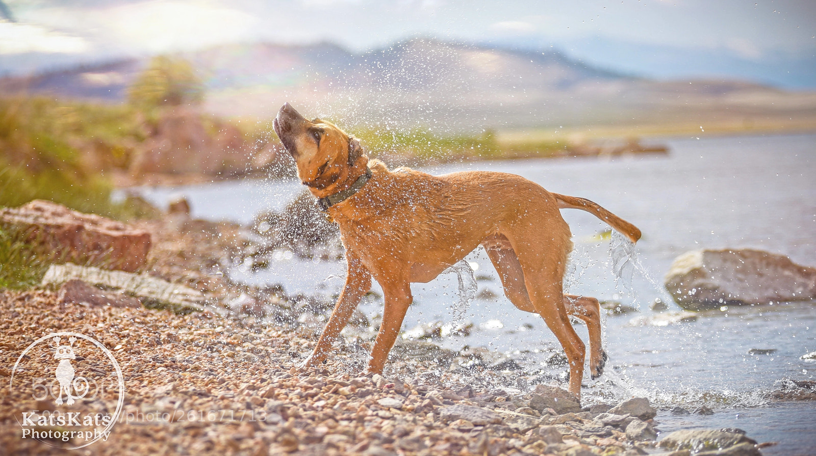 Nikon D7200 sample photo. Shaking off those winter photography
