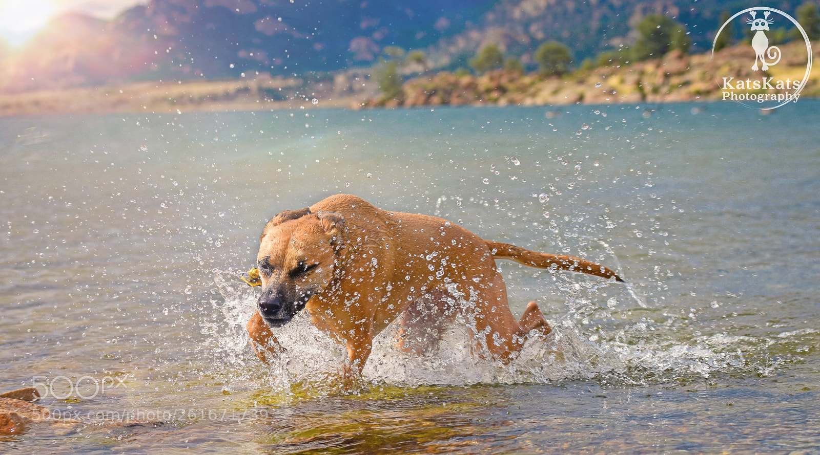Nikon D7200 sample photo. Shaking off those winter photography