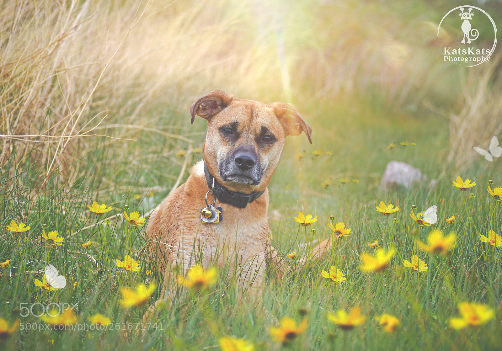 Nikon D7200 sample photo. Shaking off those winter photography