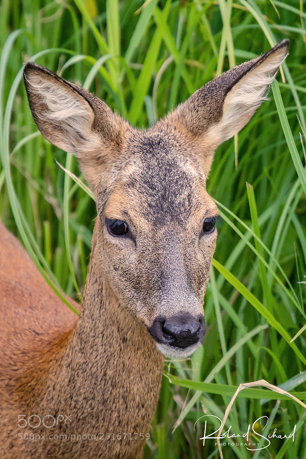 Canon EOS 5D Mark IV sample photo. Portrait of a deer photography