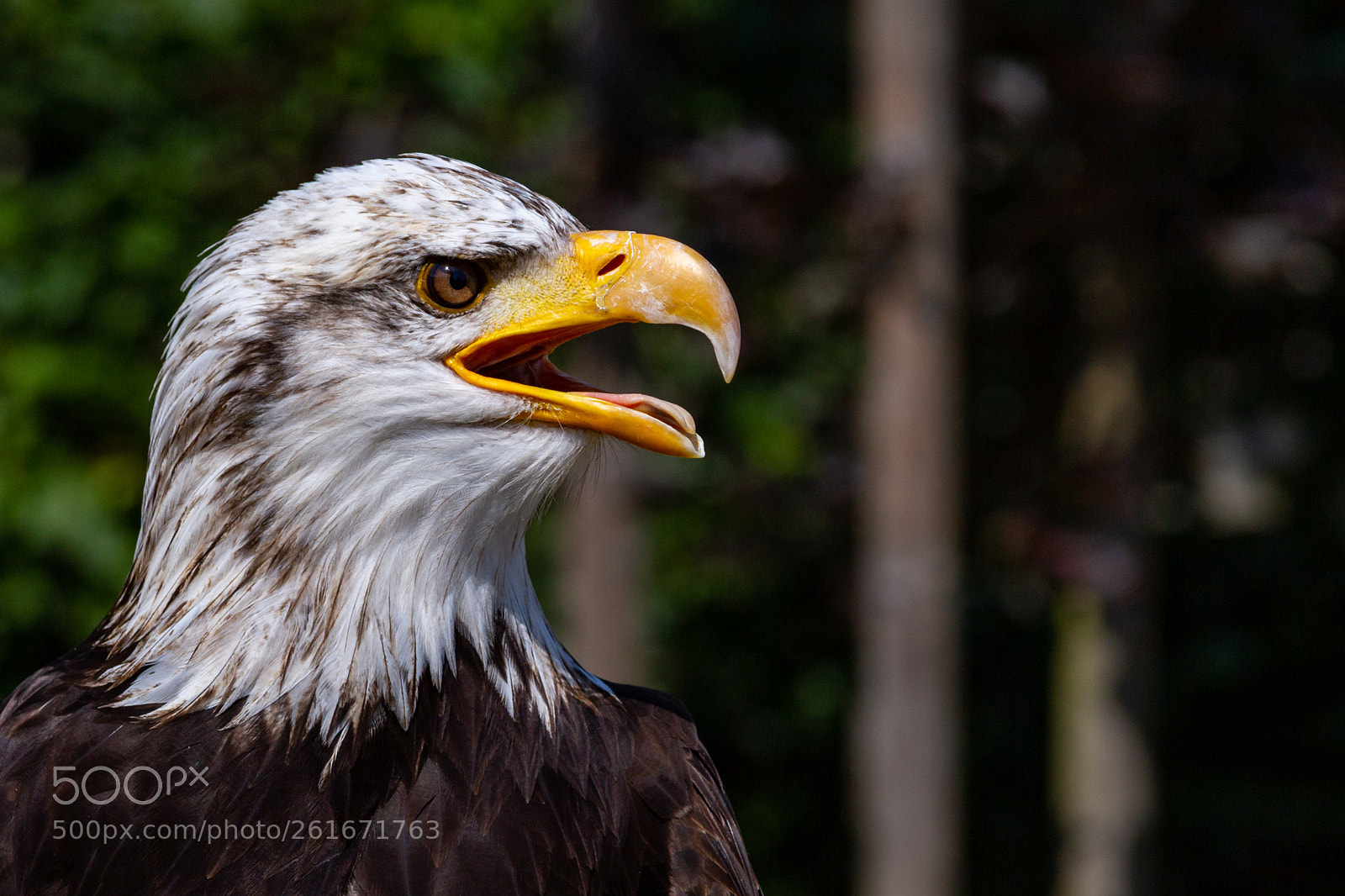 Canon EOS 7D sample photo. Weißkopfseeadler portrait photography