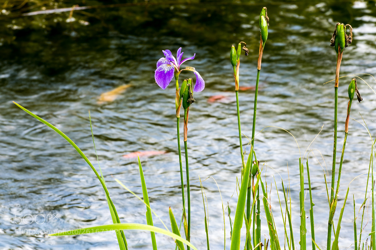 Nikon D850 sample photo. Water lilies in the photography