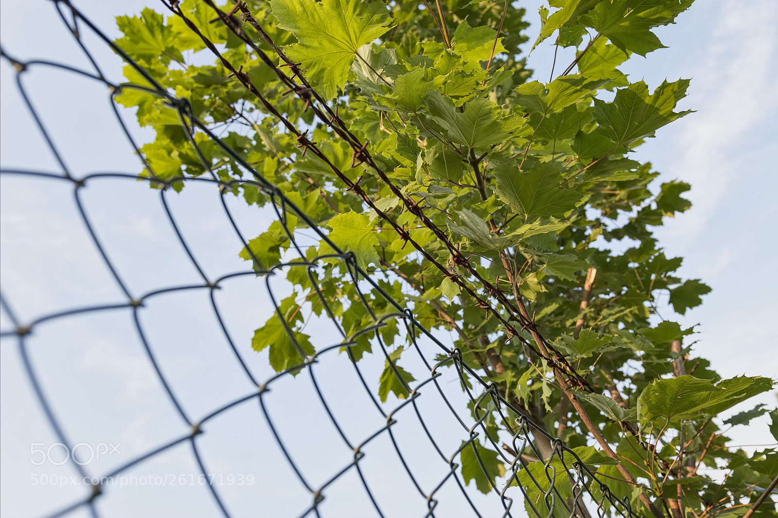 Canon EOS 70D sample photo. Fence photography