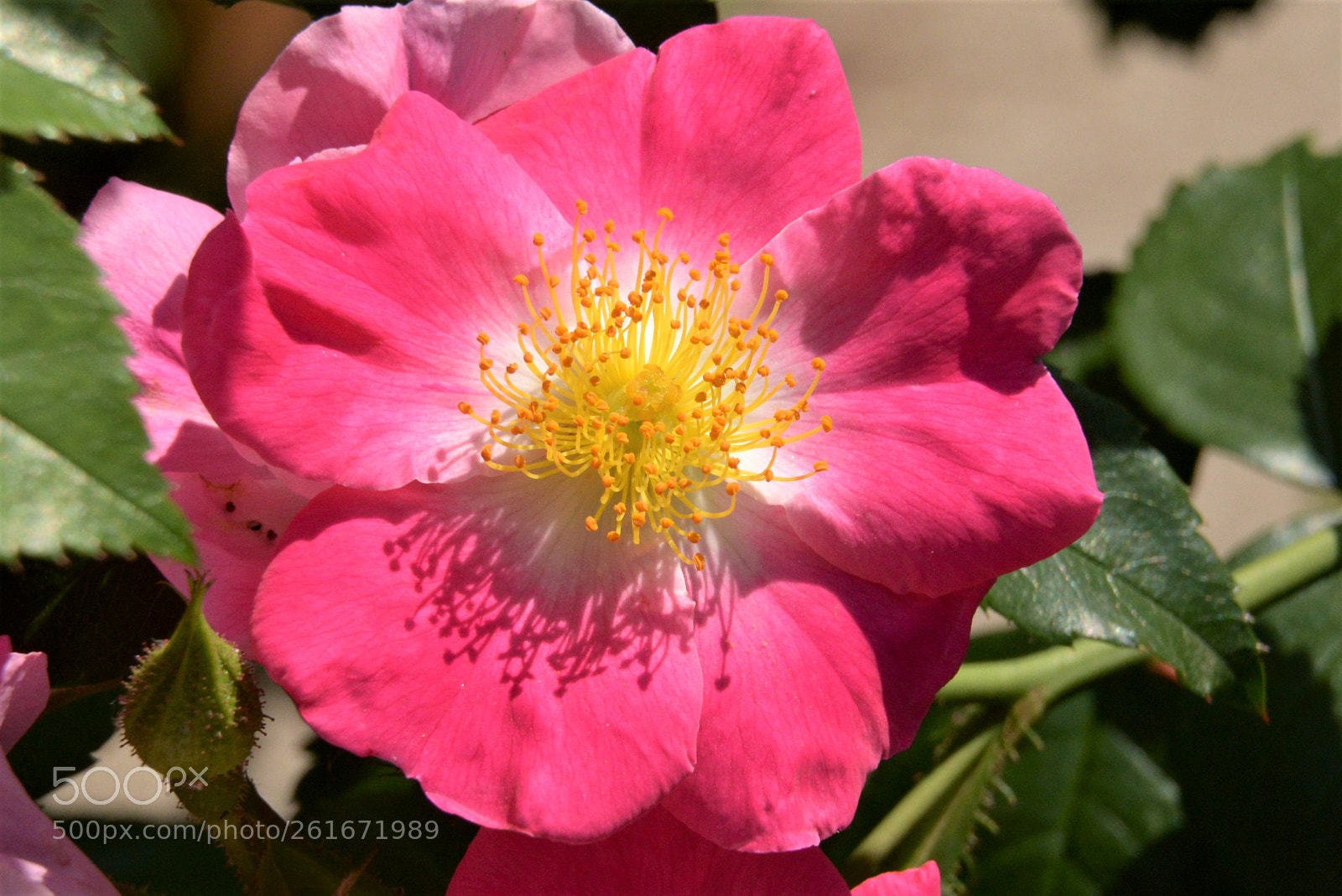 Nikon D610 sample photo. Blooming rose photography