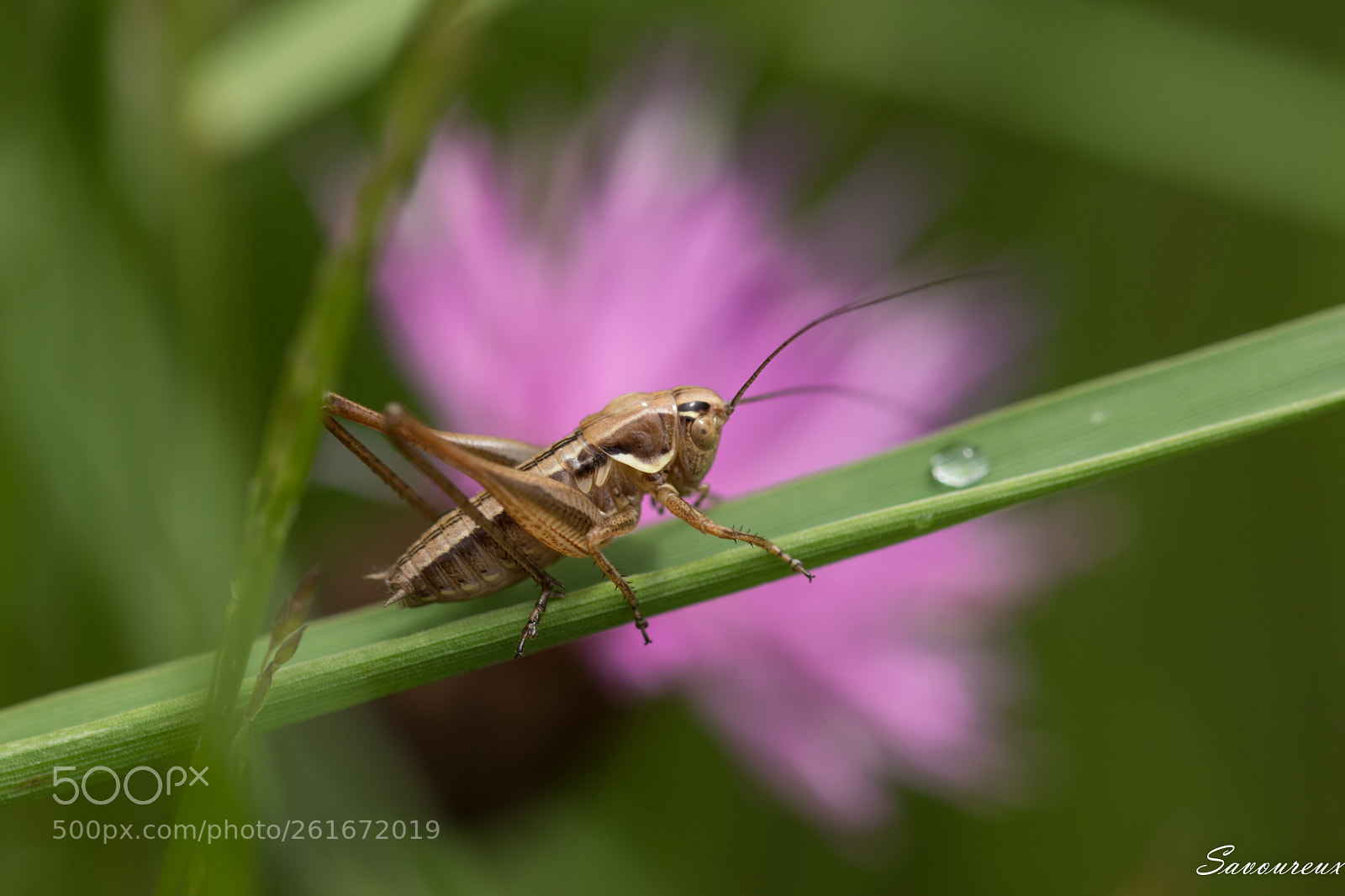 Nikon D5500 sample photo. Jiminy photography