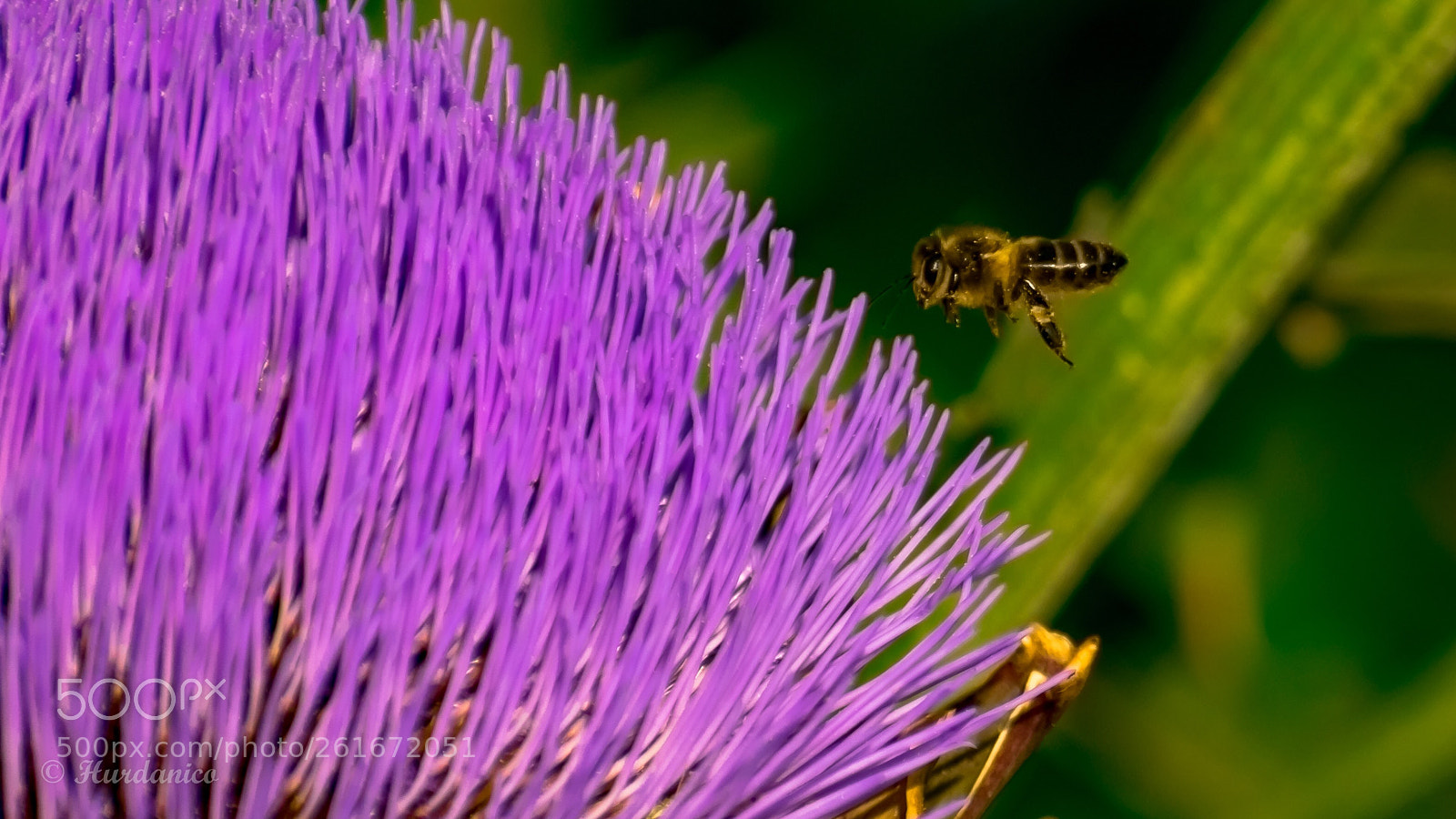 Nikon D5300 sample photo. Happy flight photography