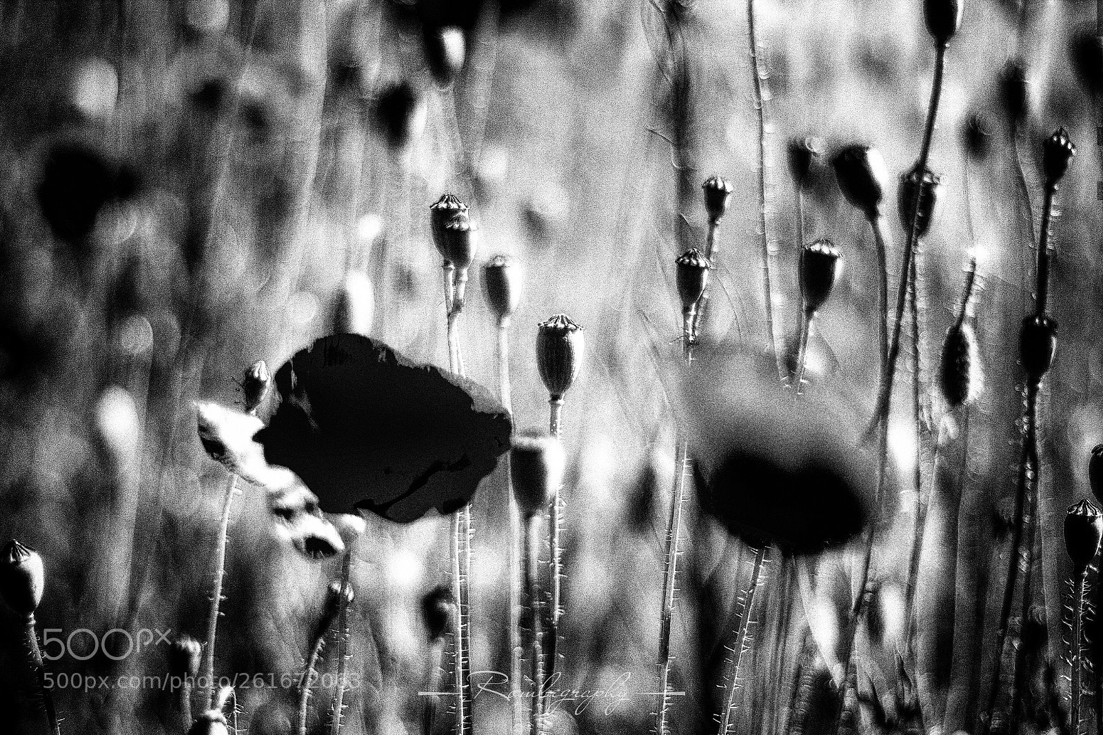 Canon EOS 600D (Rebel EOS T3i / EOS Kiss X5) sample photo. Poppies in bw photography