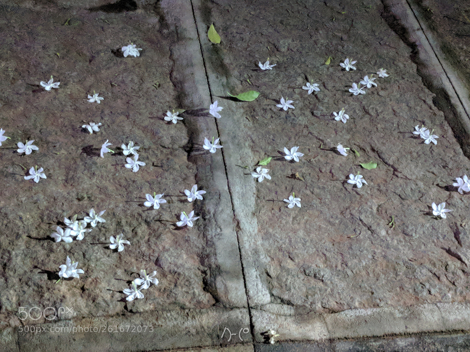 Google Pixel XL sample photo. Flowers on the floor photography