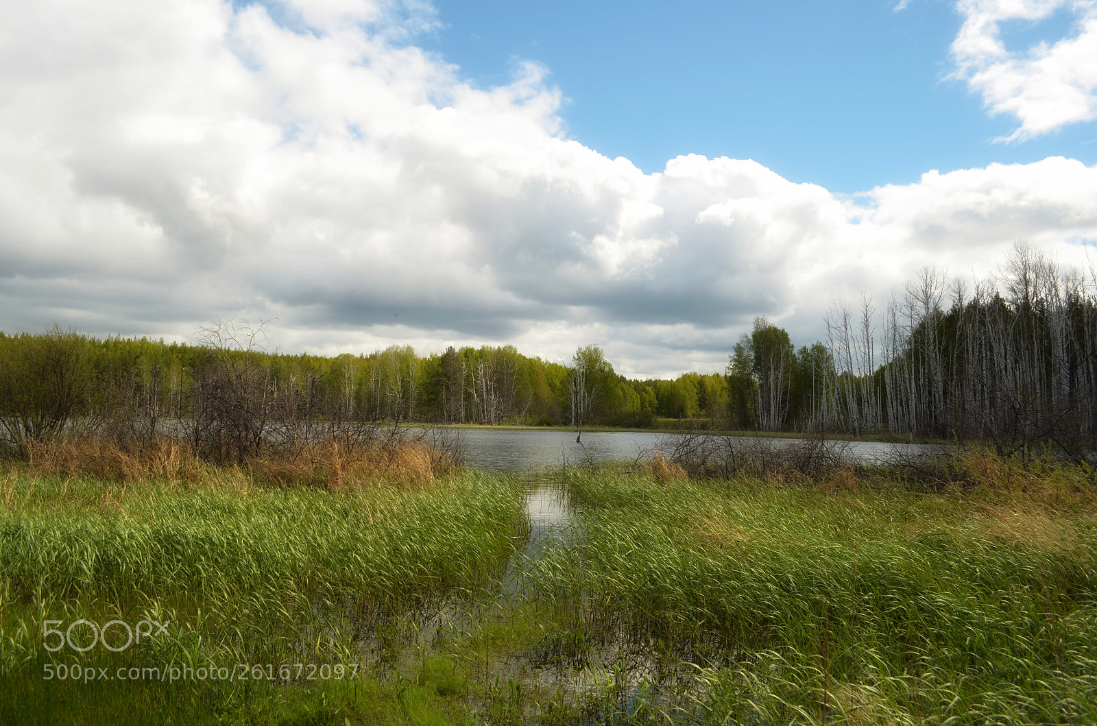Nikon D5100 sample photo. День photography
