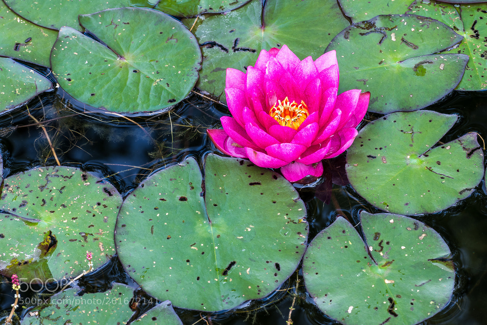 Nikon D850 sample photo. Water lily in the photography