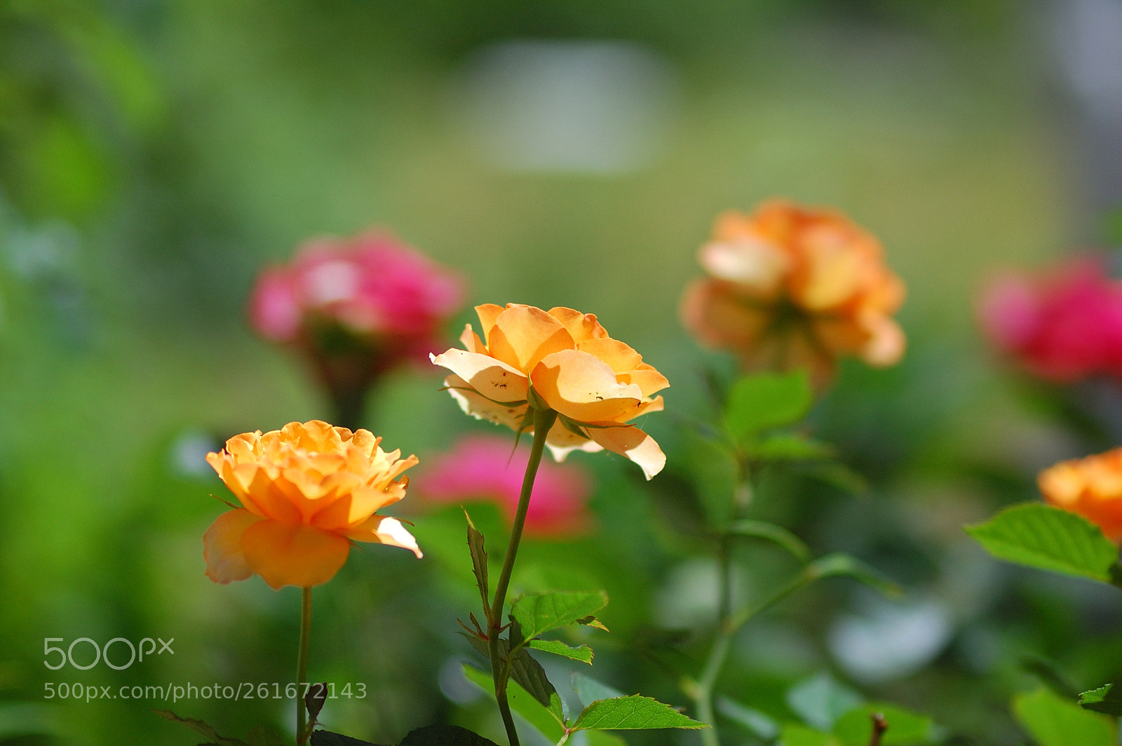 Nikon D40 sample photo. Roses nikon d40 in photography