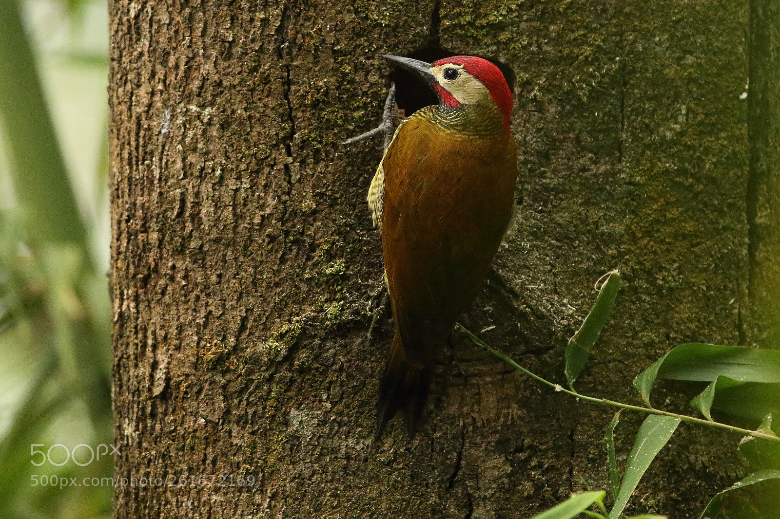 Canon EOS 7D Mark II sample photo. Spot-breasted woodpecker - colaptes photography