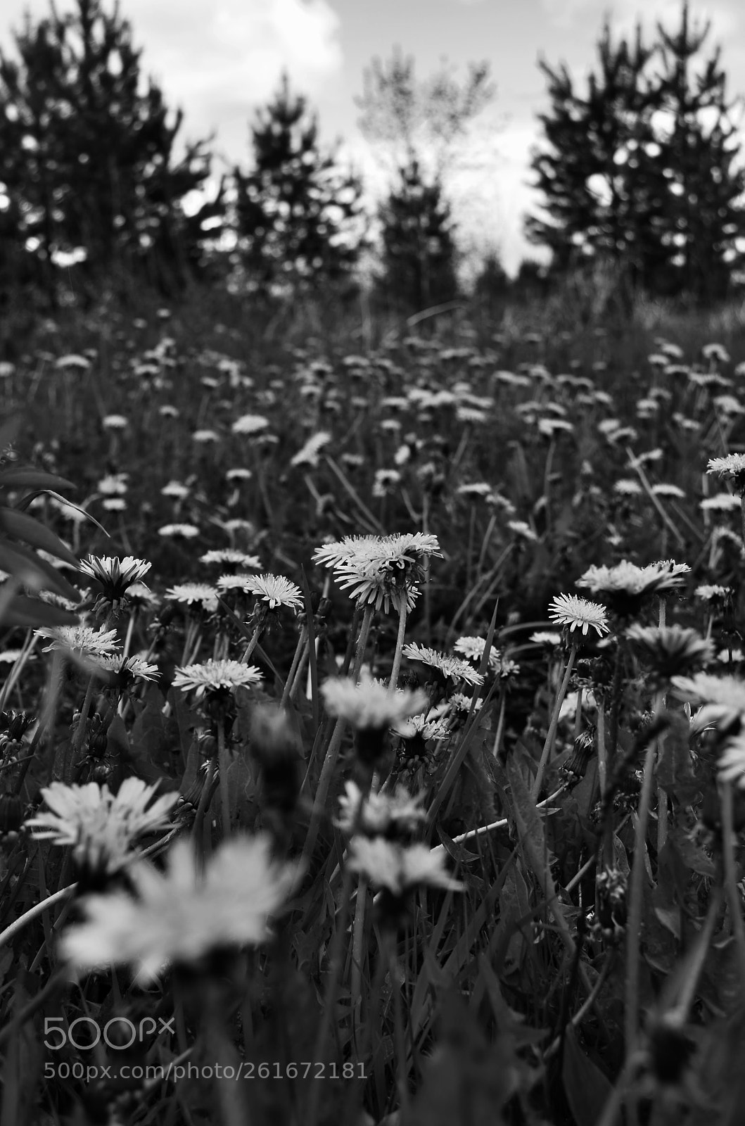 Nikon D5100 sample photo. Одуванчик photography