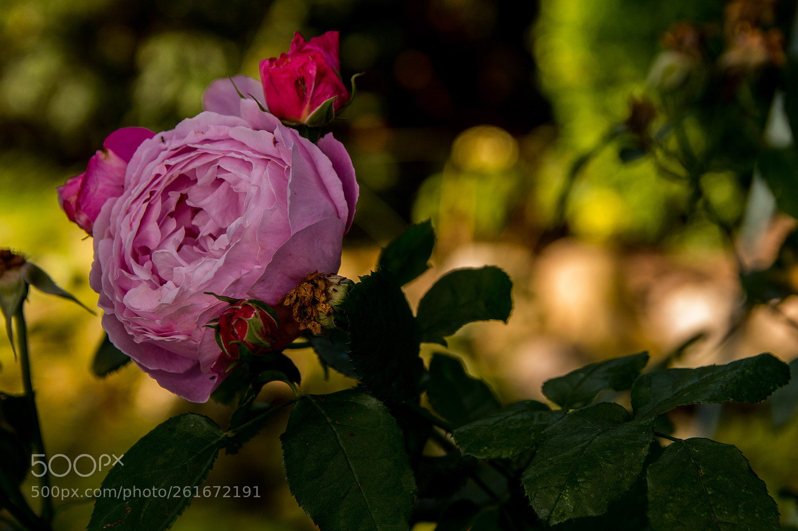 Canon EOS 70D sample photo. Mary rose photography