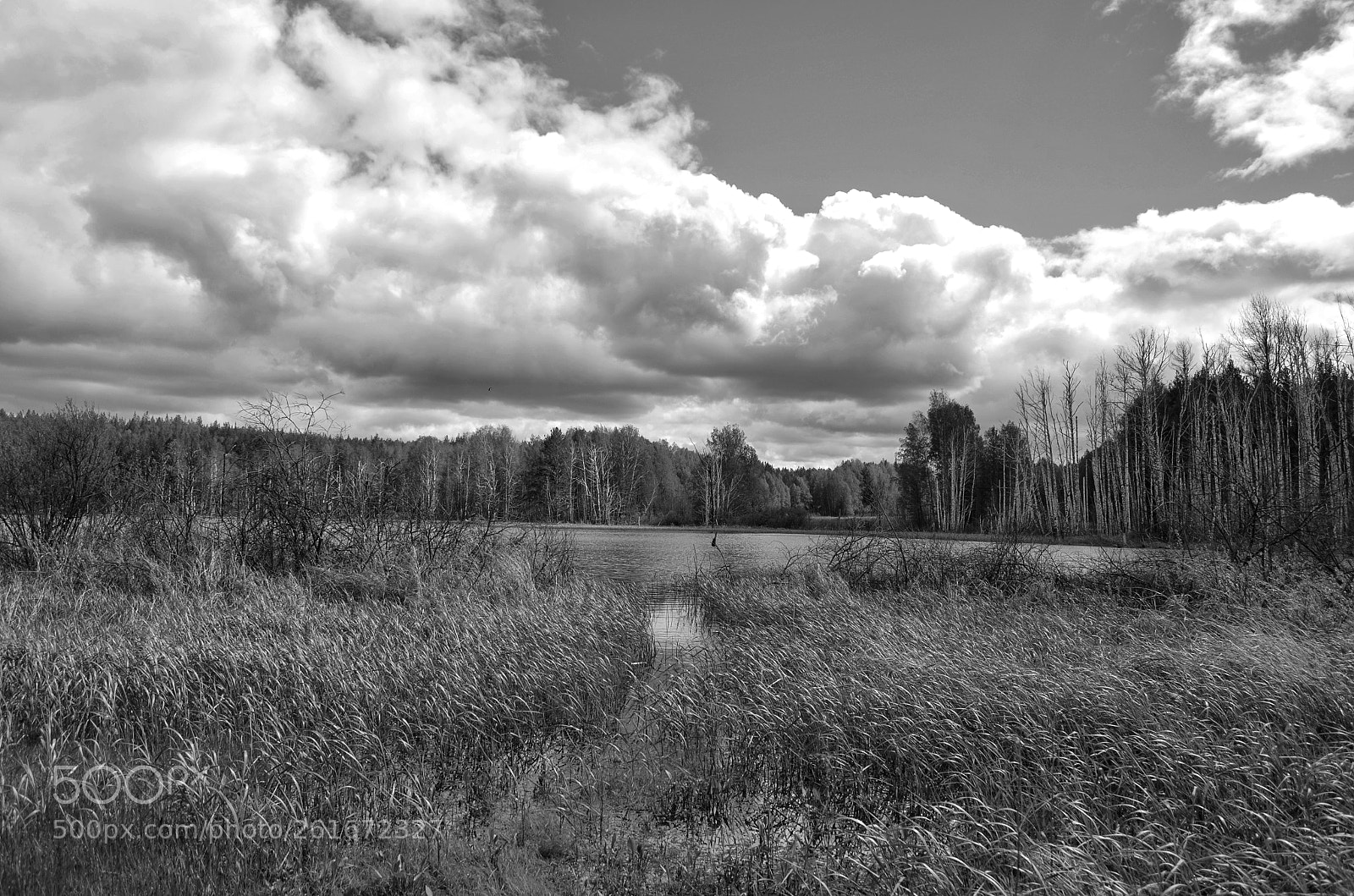 Nikon D5100 sample photo. День photography