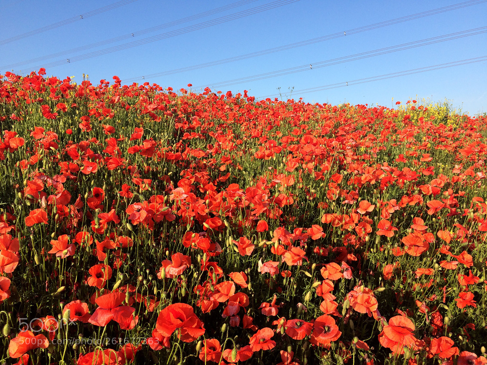 Apple iPhone 5s sample photo. Poppy’s  photography