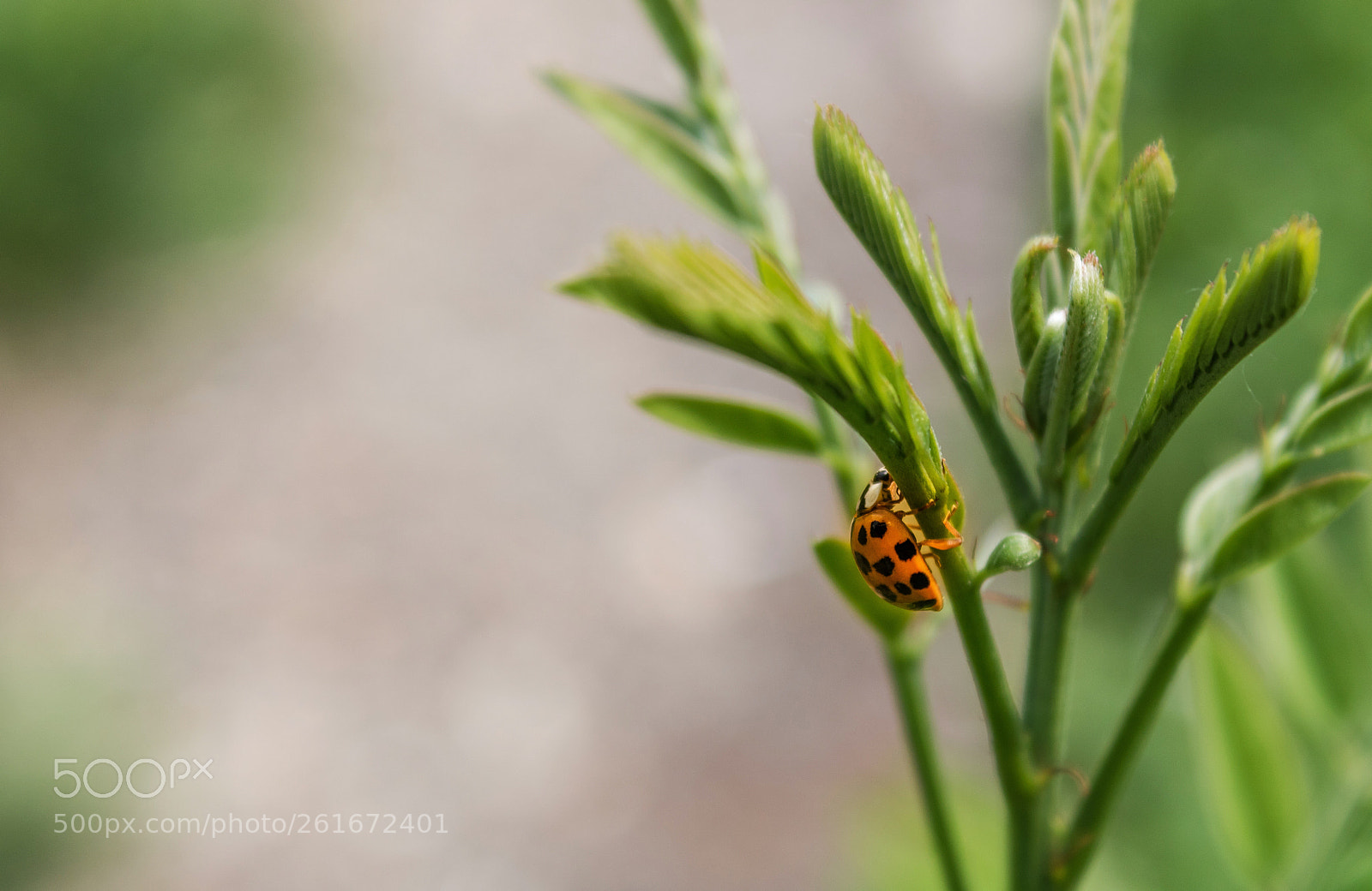 Canon EOS 750D (EOS Rebel T6i / EOS Kiss X8i) sample photo. Climbing photography