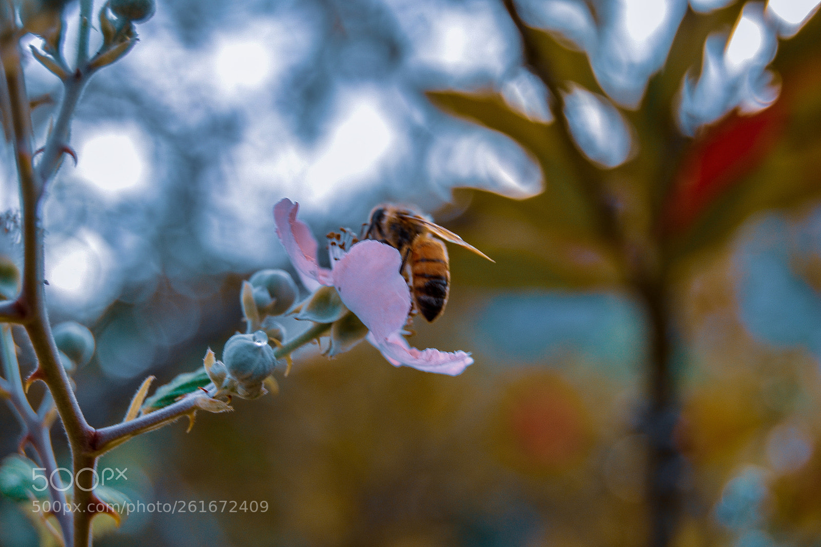 Nikon D3100 sample photo. Bee and her food photography