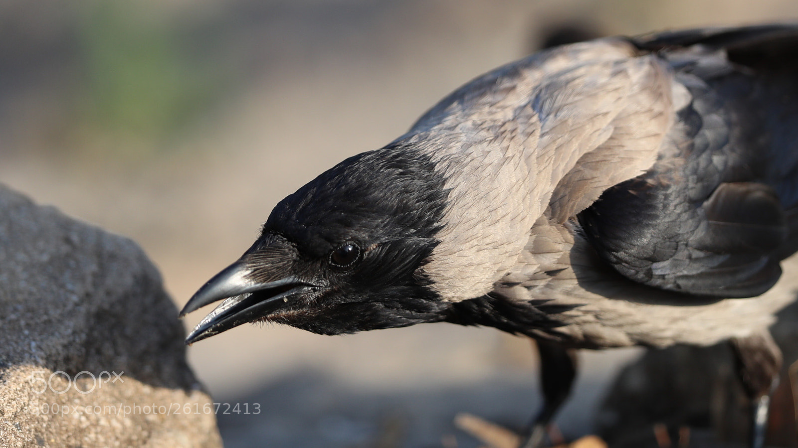 Canon EOS-1D X Mark II sample photo. Untitled photography
