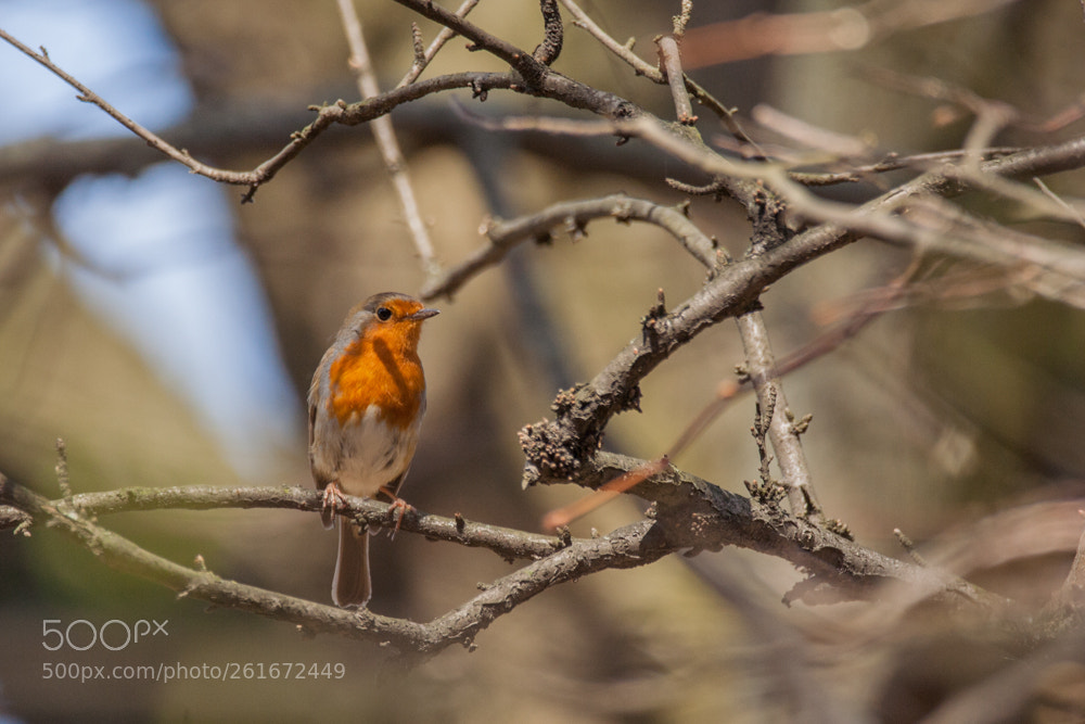 Canon EOS 350D (EOS Digital Rebel XT / EOS Kiss Digital N) sample photo. European robin (erithacus rubecula) photography