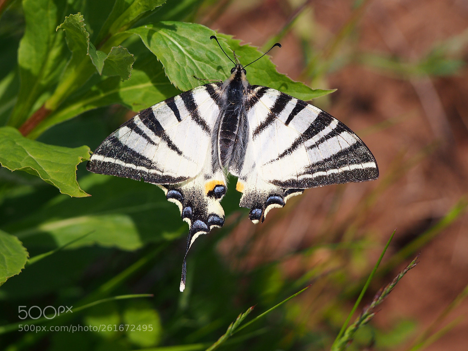 Olympus PEN E-PM1 sample photo. Zebra like camouflage. photography