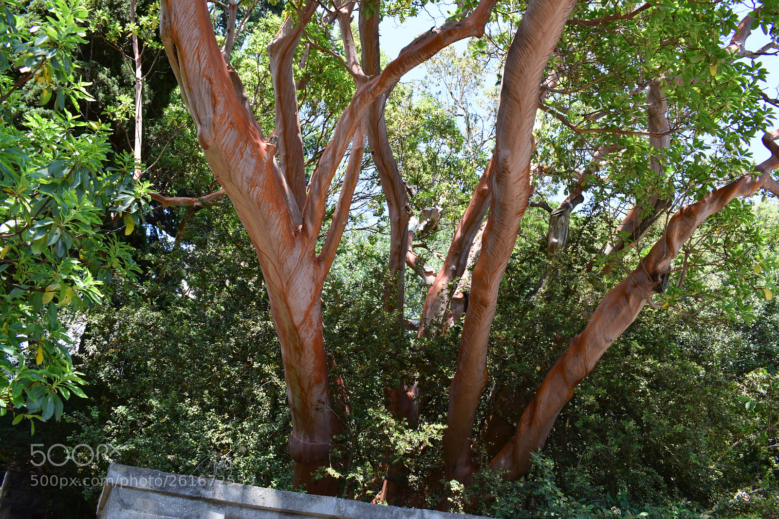 Nikon D5300 sample photo. Dsc photography