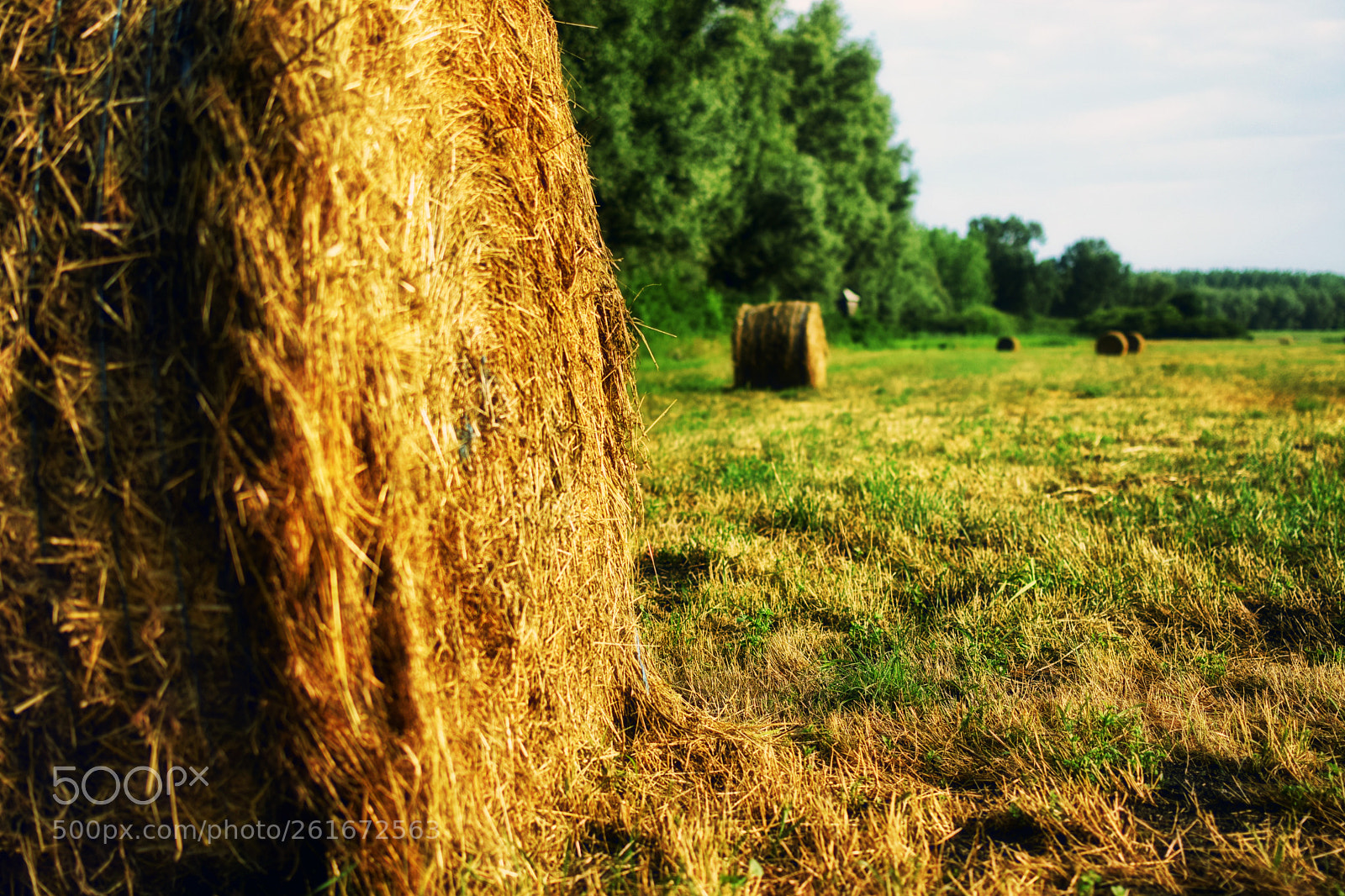 Nikon D5300 sample photo. Untitled photography