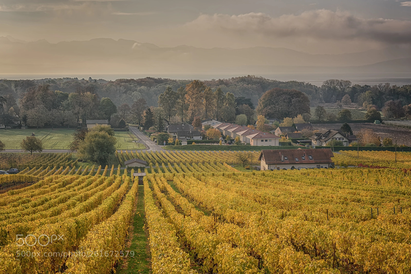 Nikon D810 sample photo. Allaman vineyards, switzerland photography