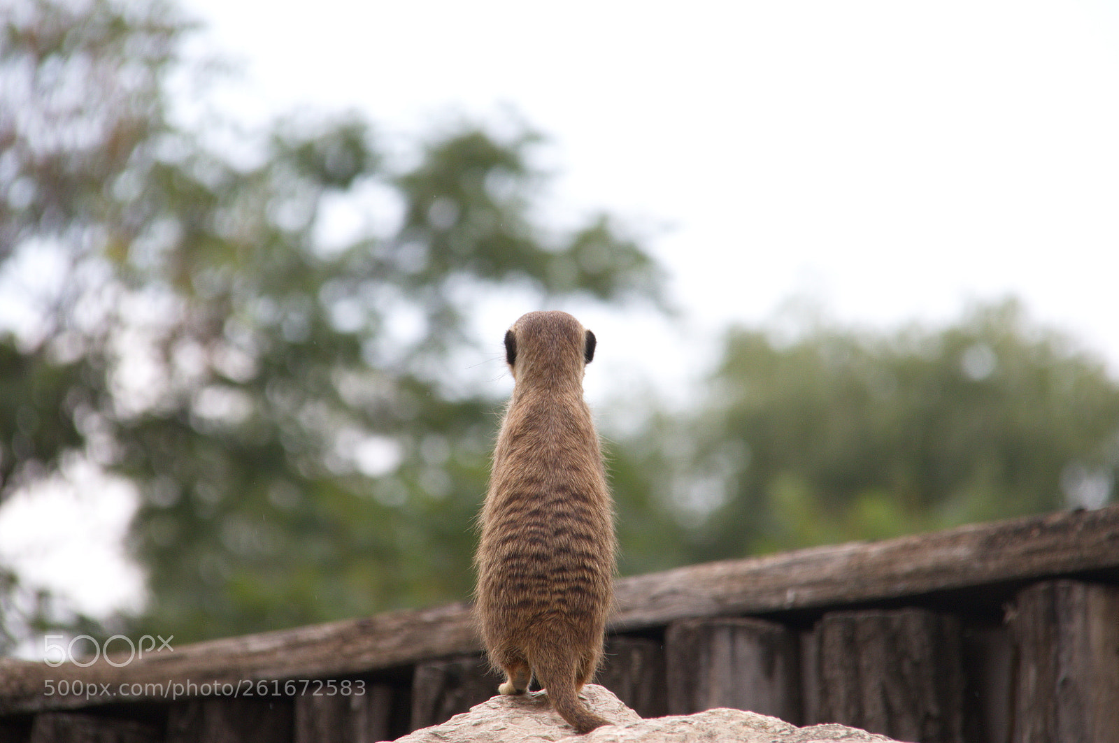 Canon EOS 800D (EOS Rebel T7i / EOS Kiss X9i) sample photo. Meerkats photography