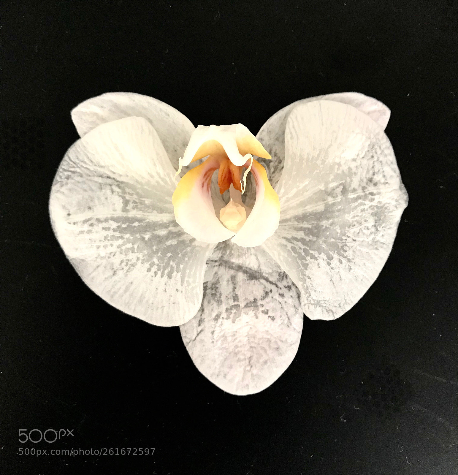 Apple iPhone 7 sample photo. White flower photography
