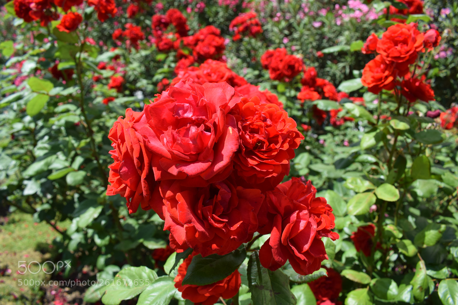 Nikon D5300 sample photo. Dsc photography