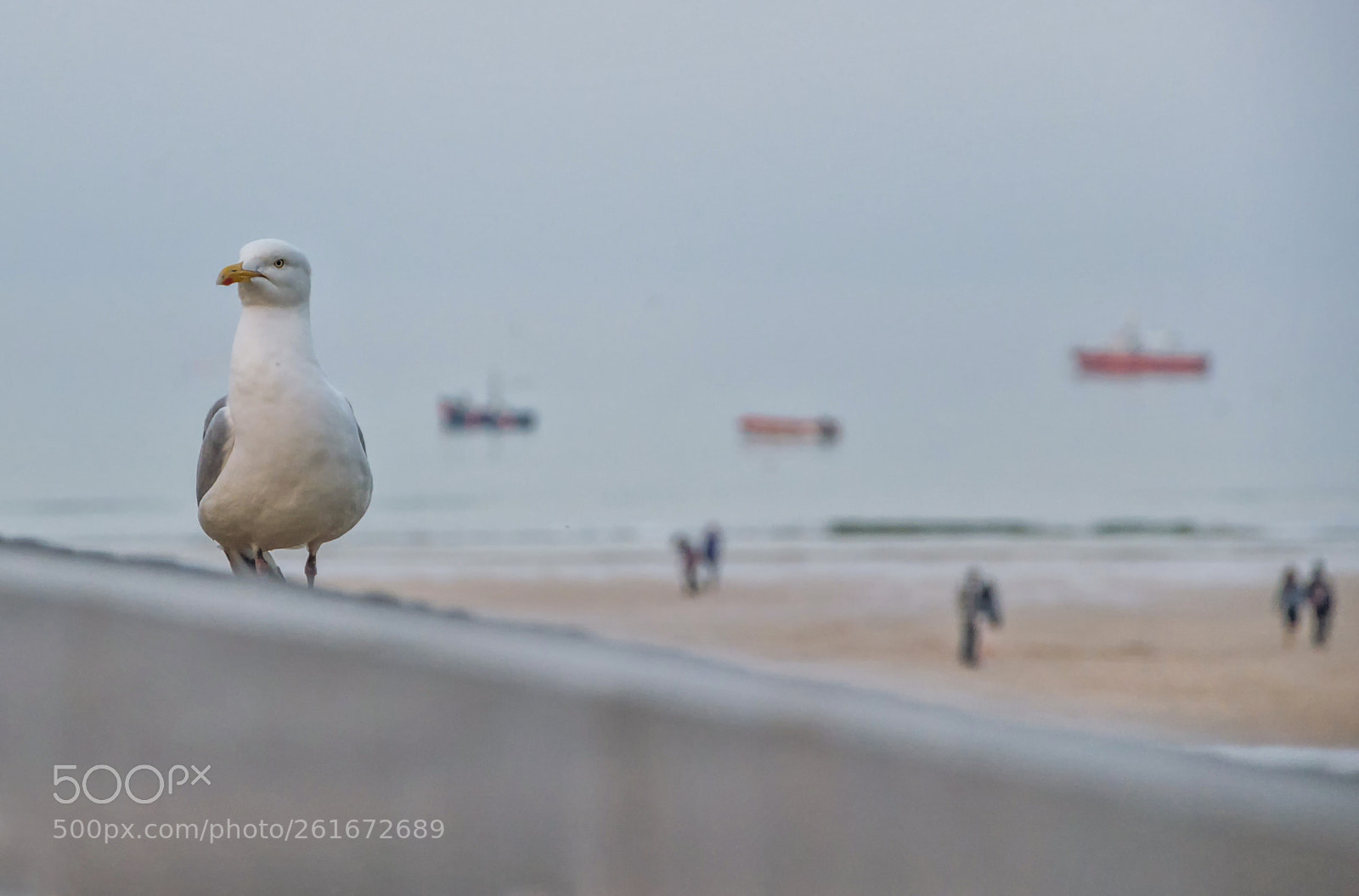 Nikon D90 sample photo. St ives seagull photography