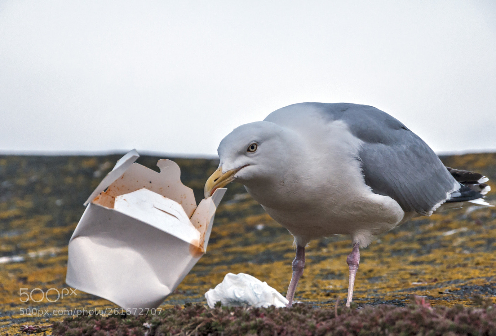 Nikon D90 sample photo. Dinner time for seagull photography