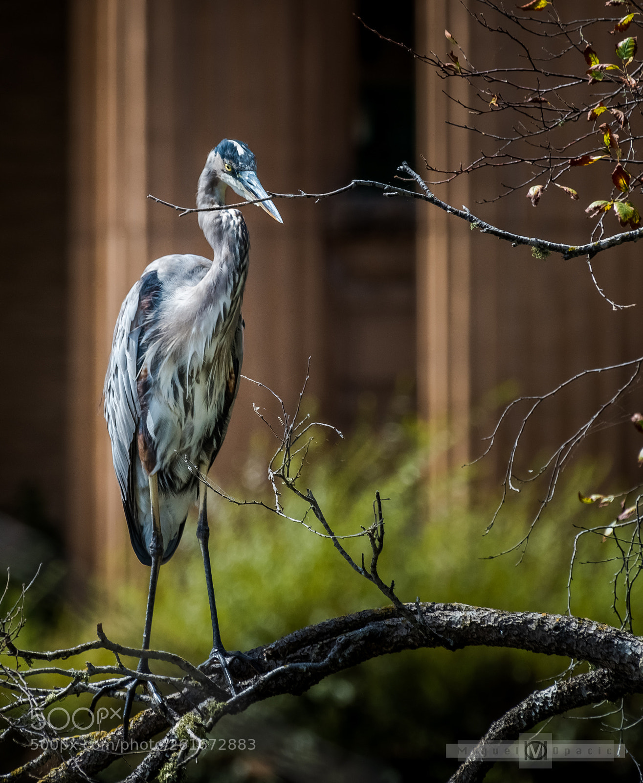 Nikon D810 sample photo. Heron photography