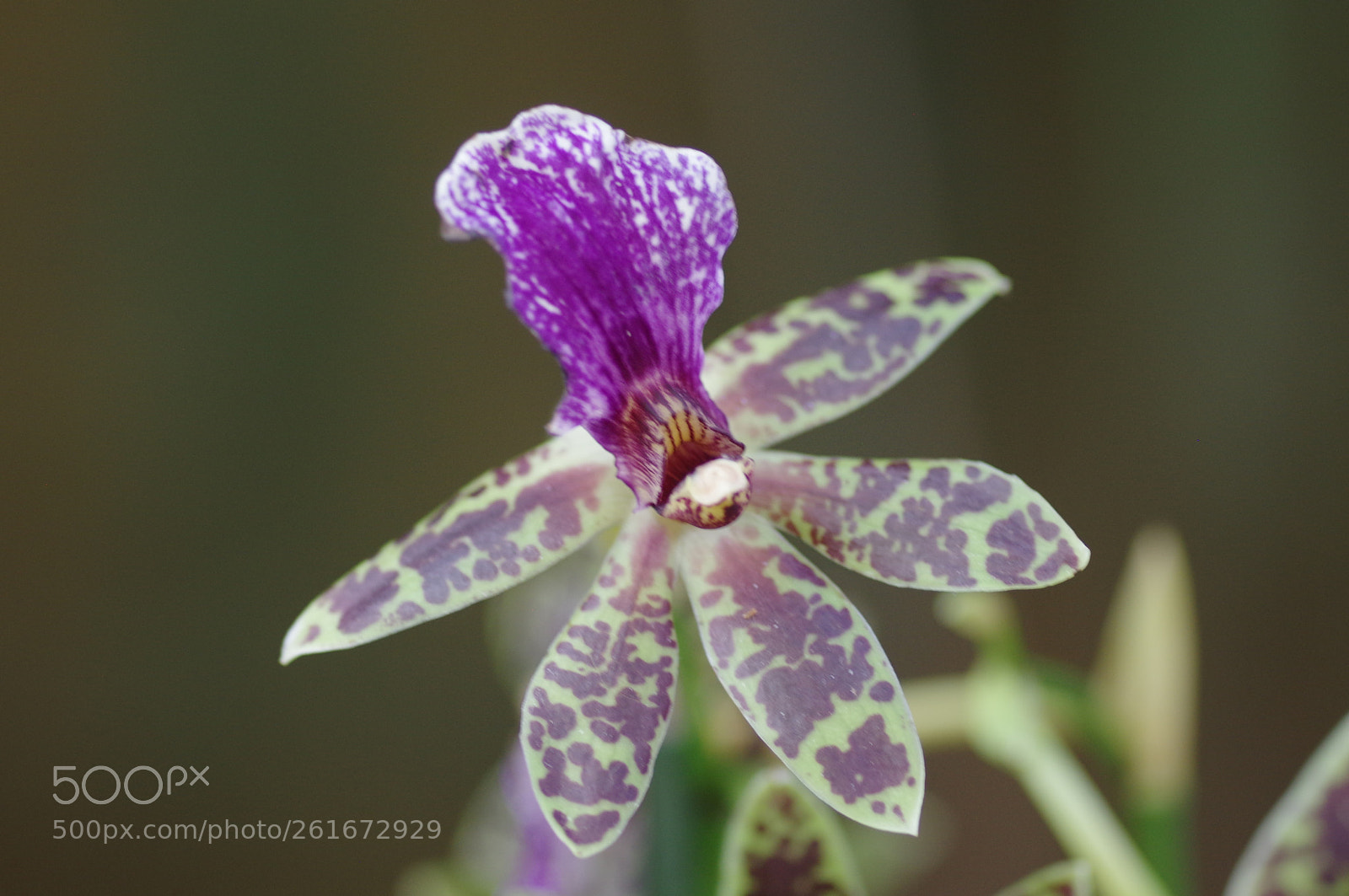 Pentax smc D-FA 100mm F2.8 Macro WR sample photo. Zygopetalum photography