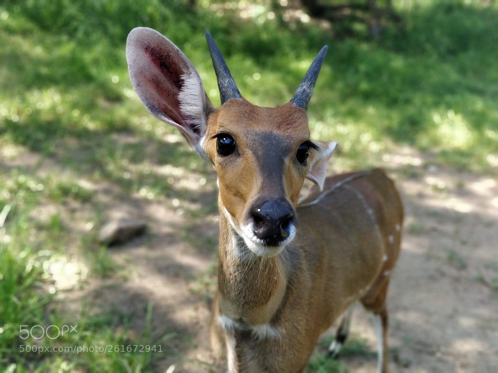 OnePlus 5 sample photo. Bush buck photography