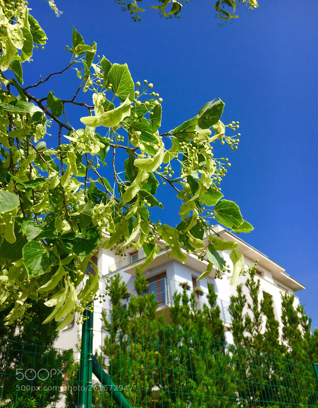Apple iPhone 6s sample photo. Tilia and sun photography