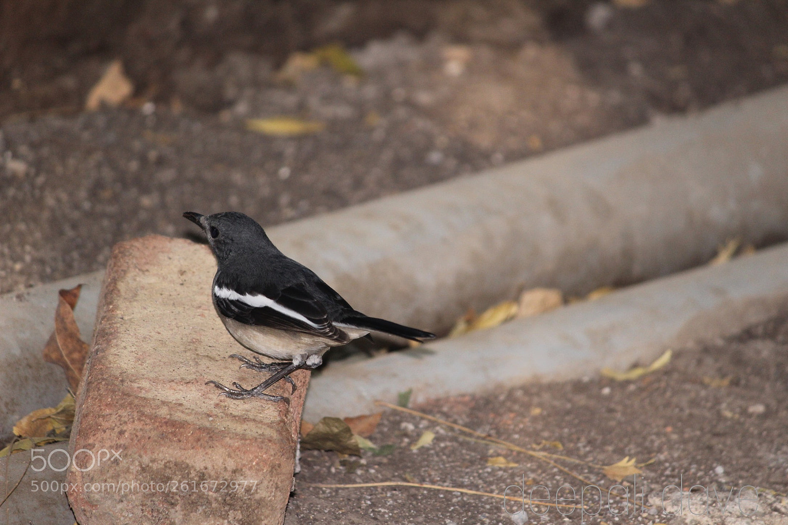 Canon EOS 1200D (EOS Rebel T5 / EOS Kiss X70 / EOS Hi) sample photo. Oriental magpie robin photography
