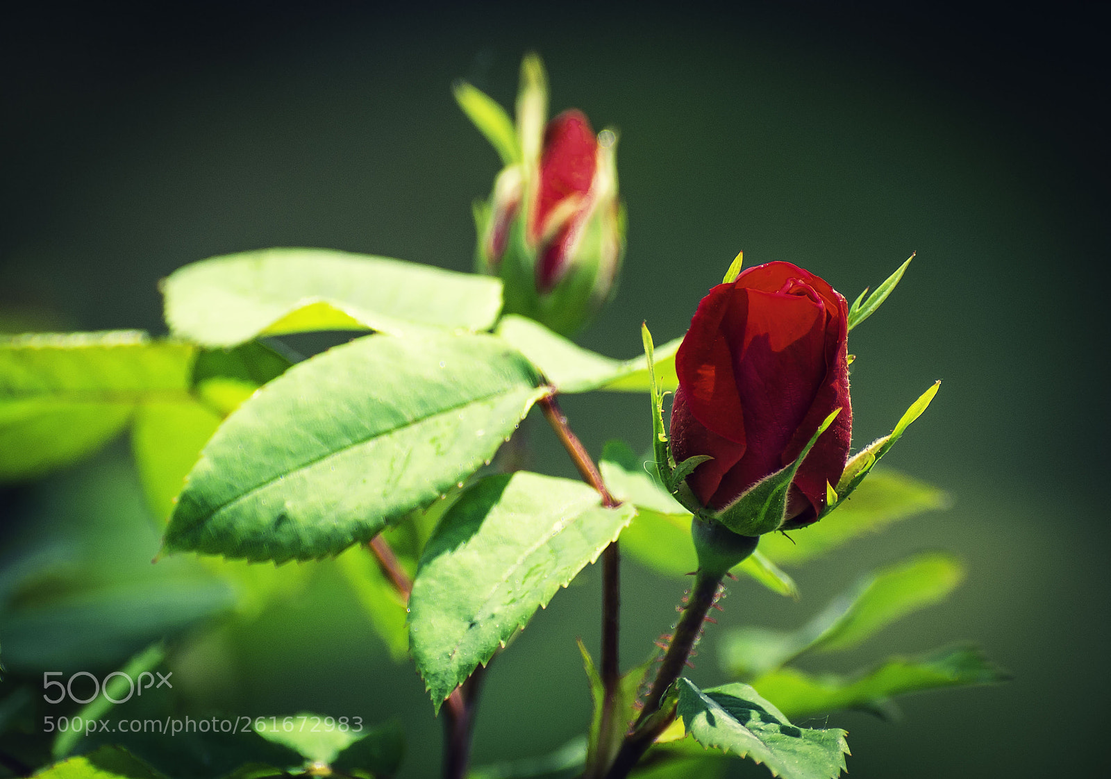 Nikon D7100 sample photo. Rose red by any photography