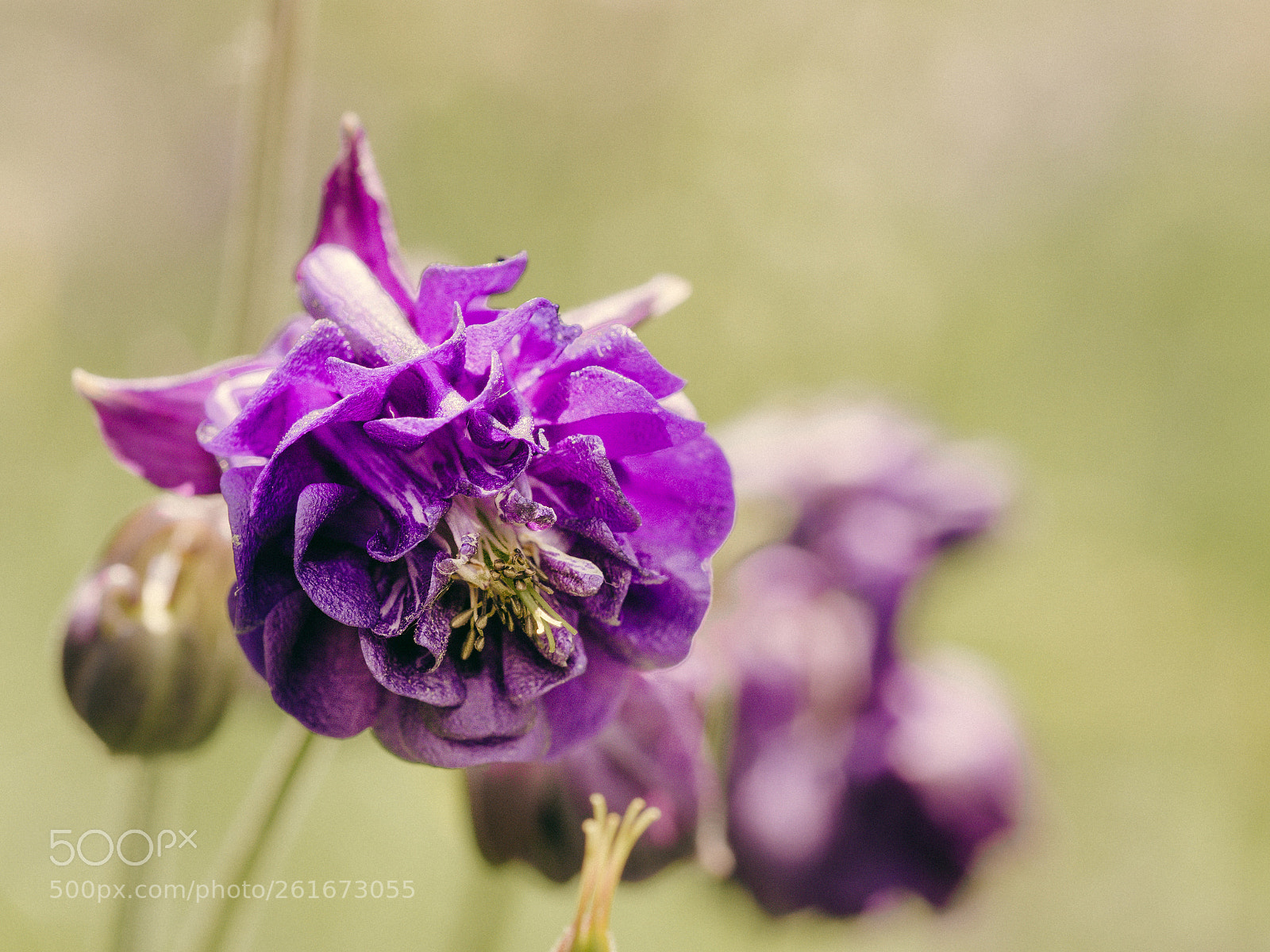 Olympus OM-D E-M10 II sample photo. Blooming aquilegia flower photography