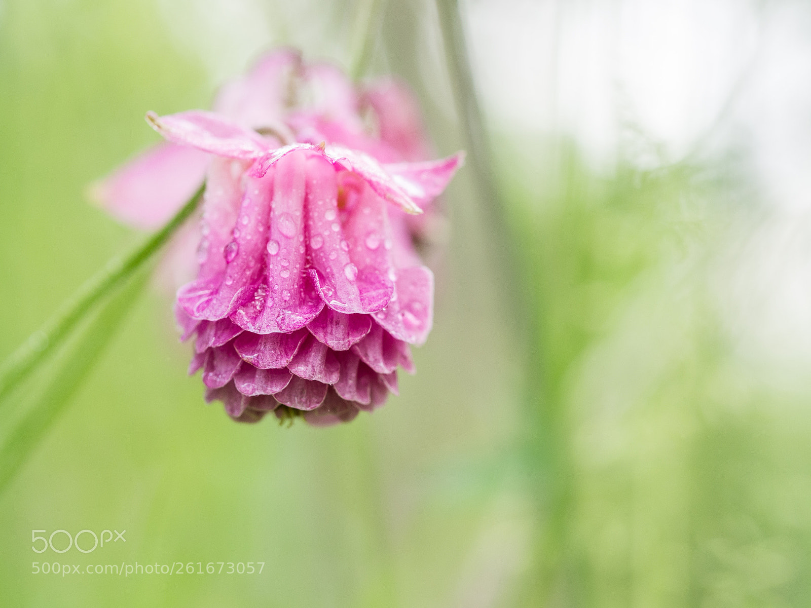 Olympus OM-D E-M10 II sample photo. Blooming aquilegia flower photography