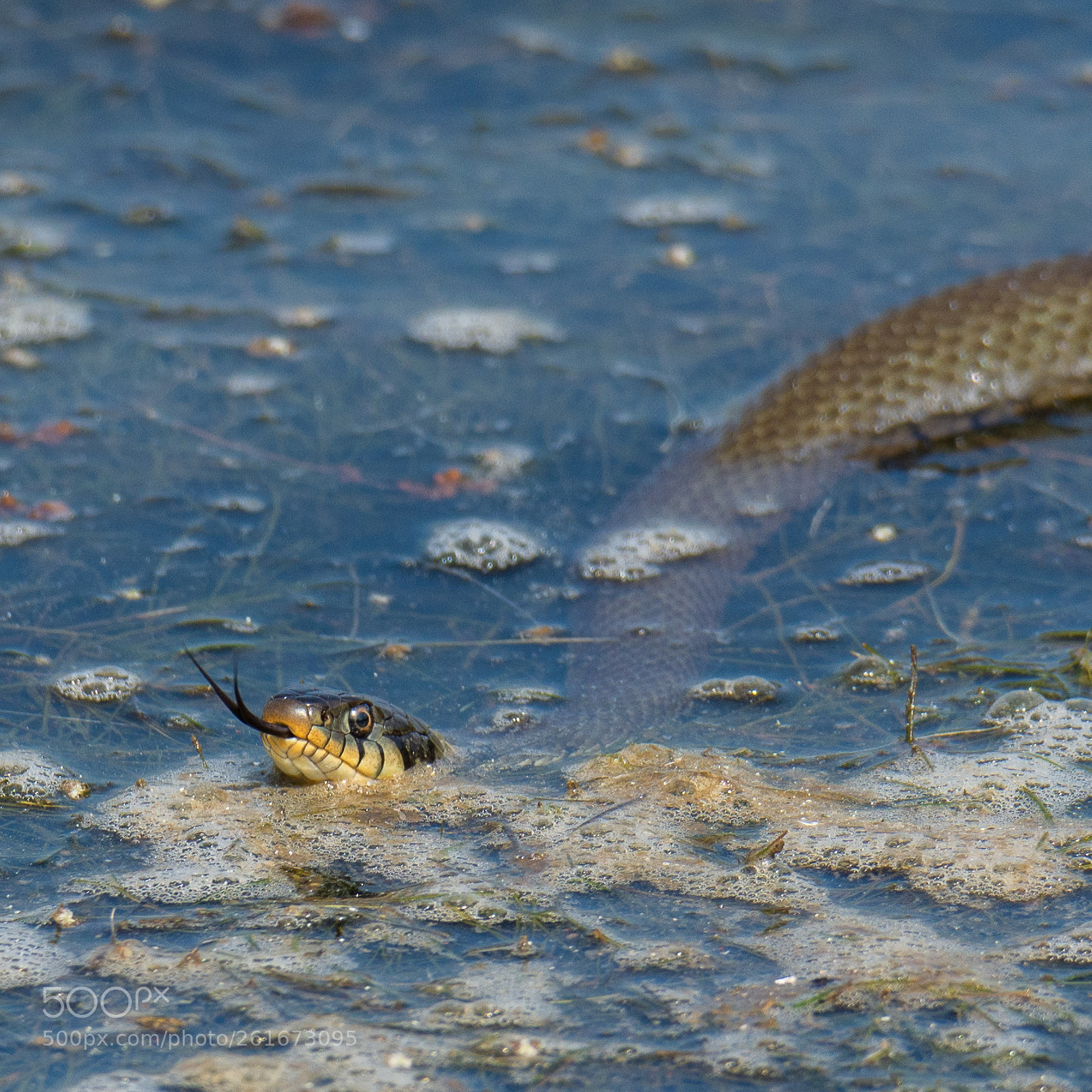 Nikon D7200 sample photo. Grass snake photography