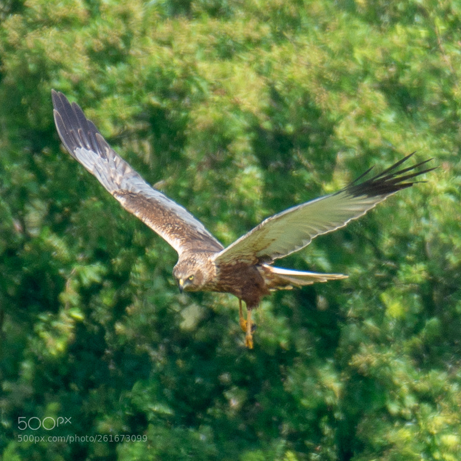 Nikon D7200 sample photo. Marsh harrier photography