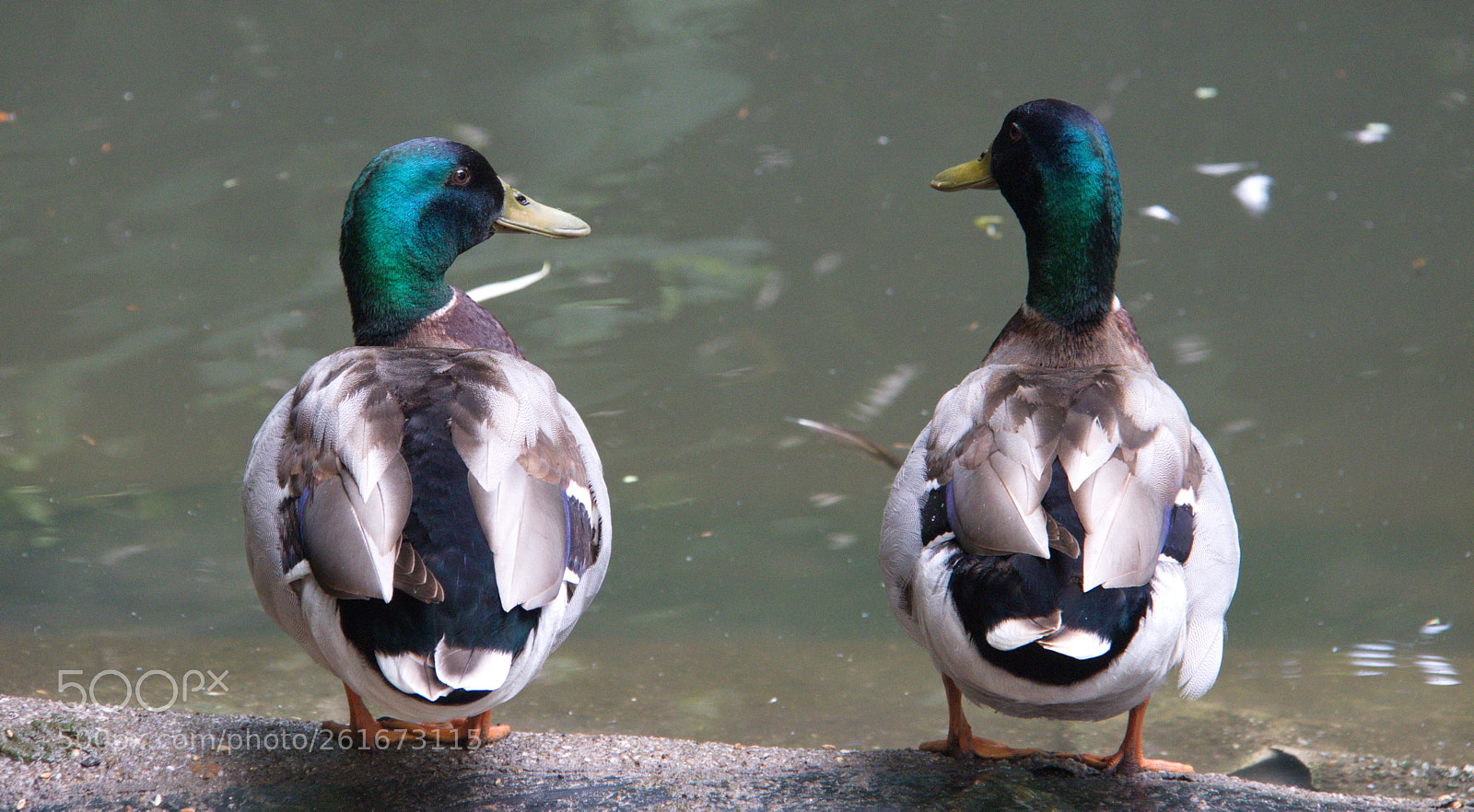 Canon EOS 800D (EOS Rebel T7i / EOS Kiss X9i) sample photo. Ducks on the shore photography