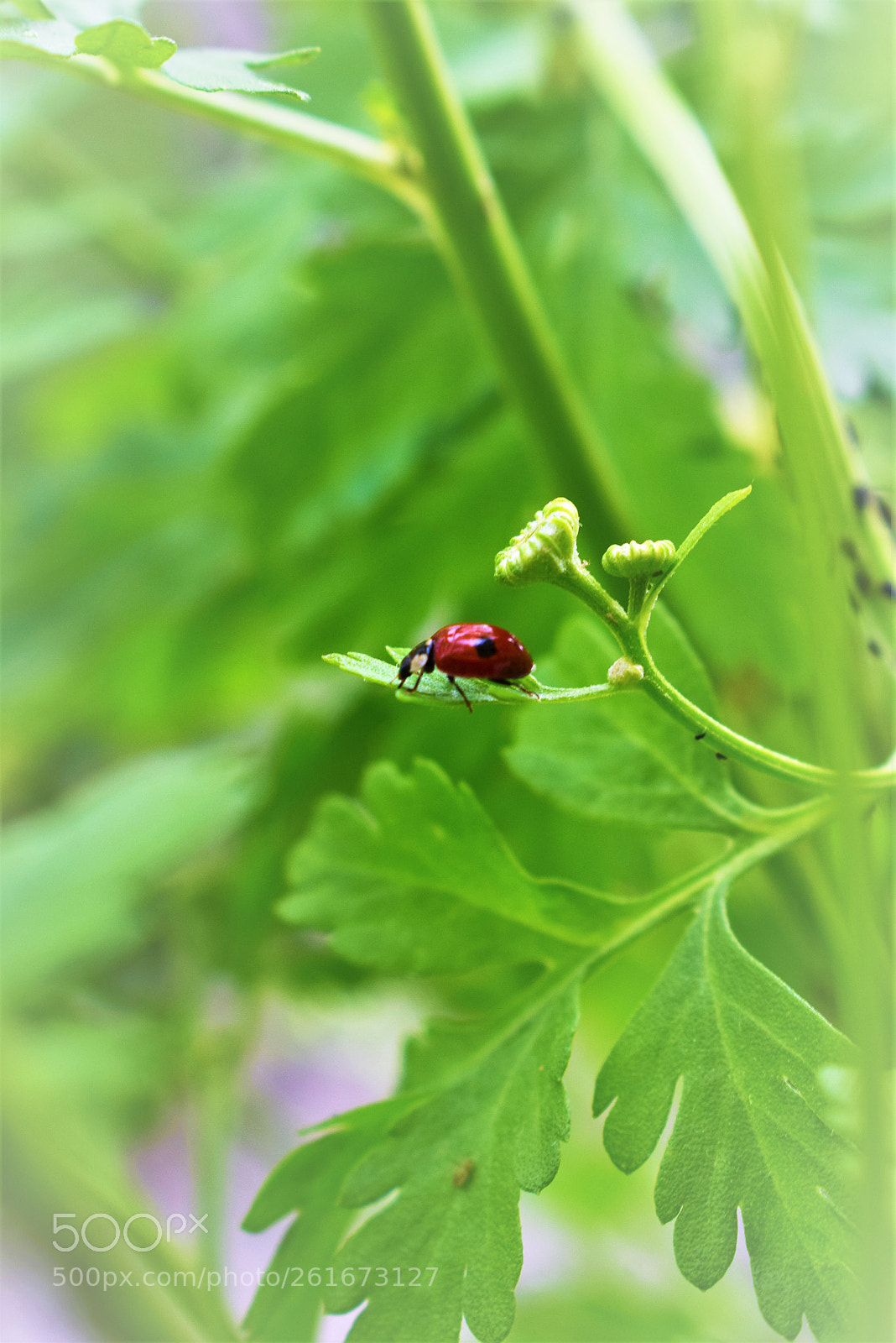 Nikon D3300 sample photo. Coccinelle photography