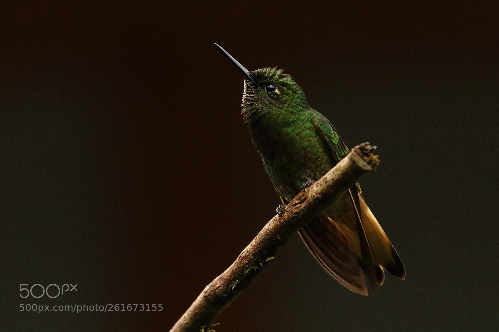 Canon EF 300mm F2.8L IS USM sample photo. Buff-tailed coronet - boissonneaua photography