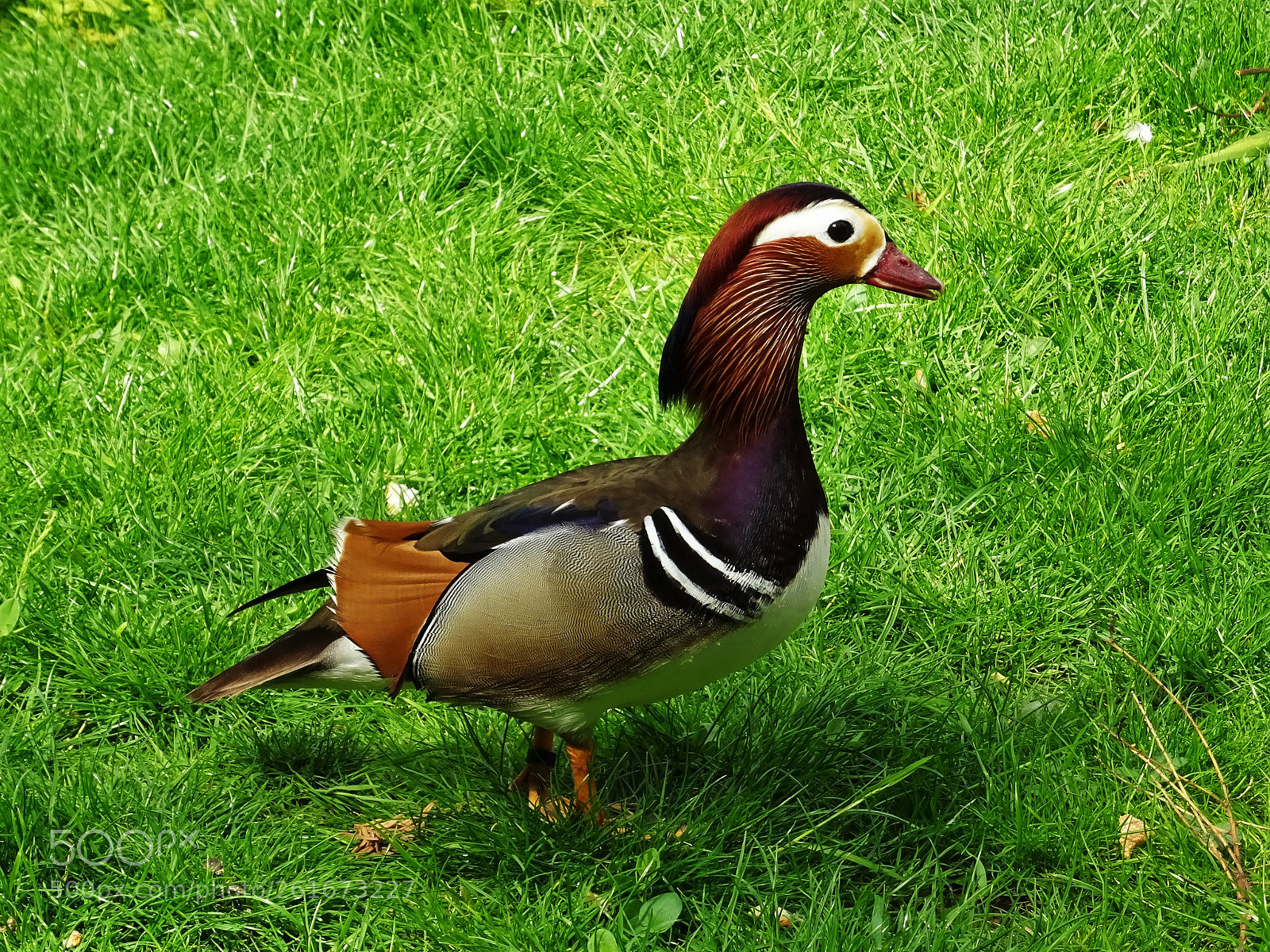 Sony DSC-HX60 sample photo. Canard photography