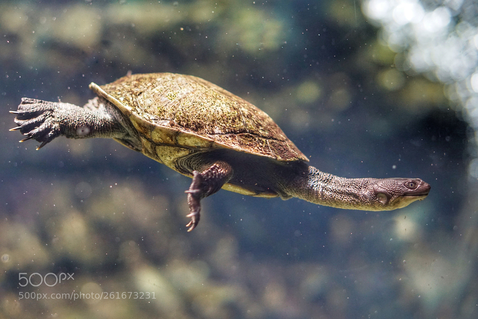 Sony a6000 sample photo. Turtle photography