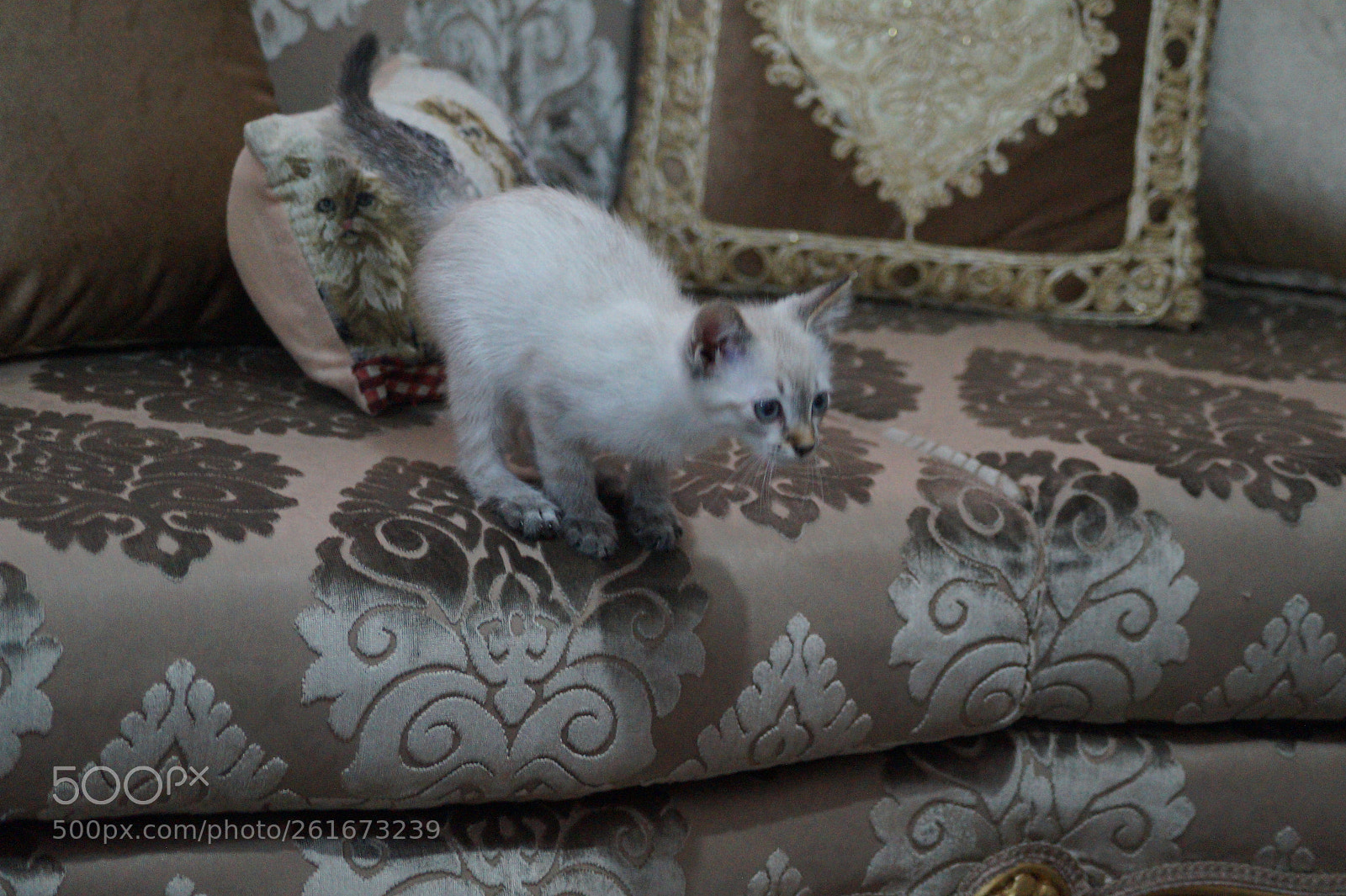 Sony DT 55-200mm F4-5.6 SAM sample photo. Untitled photography