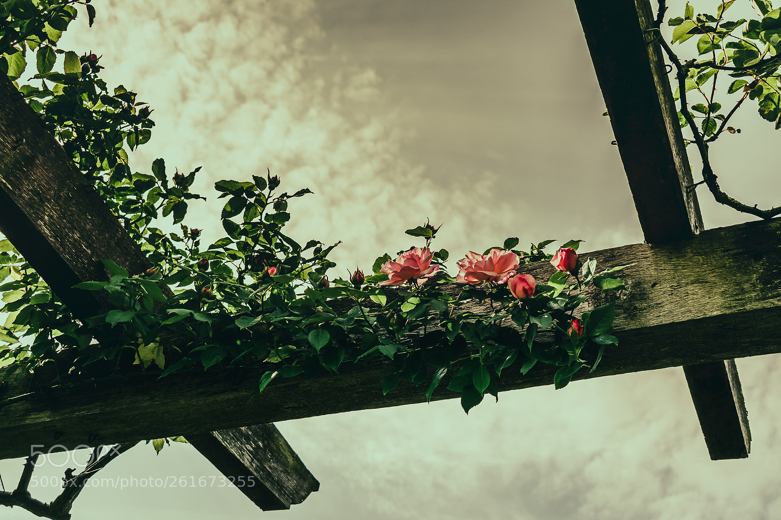 Nikon D3400 sample photo. Mood photography